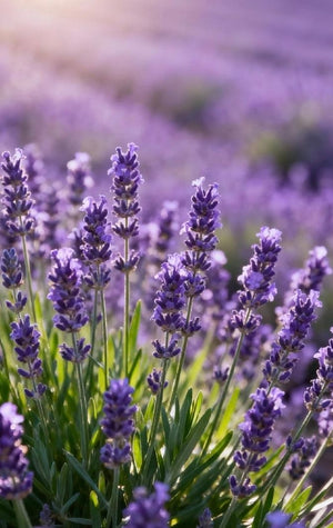 TEA TREE LAVENDER DEODORANT